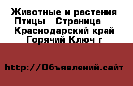 Животные и растения Птицы - Страница 2 . Краснодарский край,Горячий Ключ г.